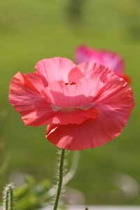 Bright fresh spring