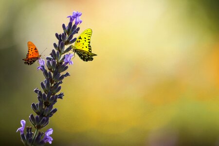 Lavender butterfly insect