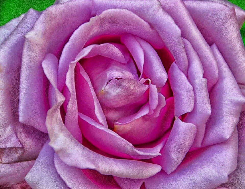 Romantic blossom bloom