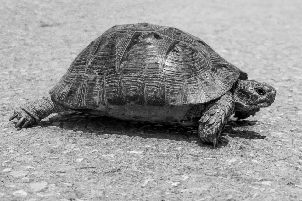 Reptile animal nature