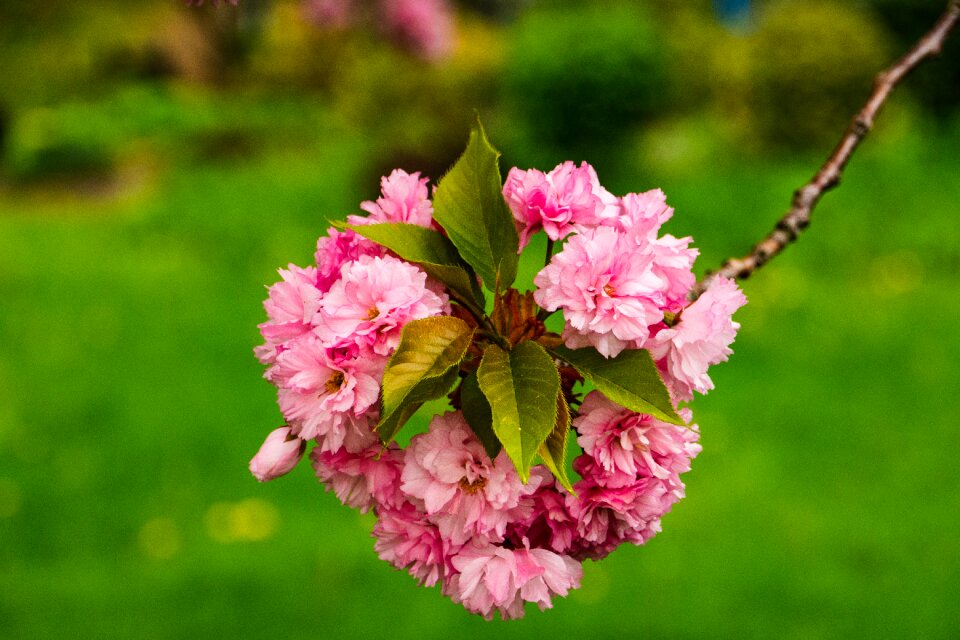 Blossom flower spring