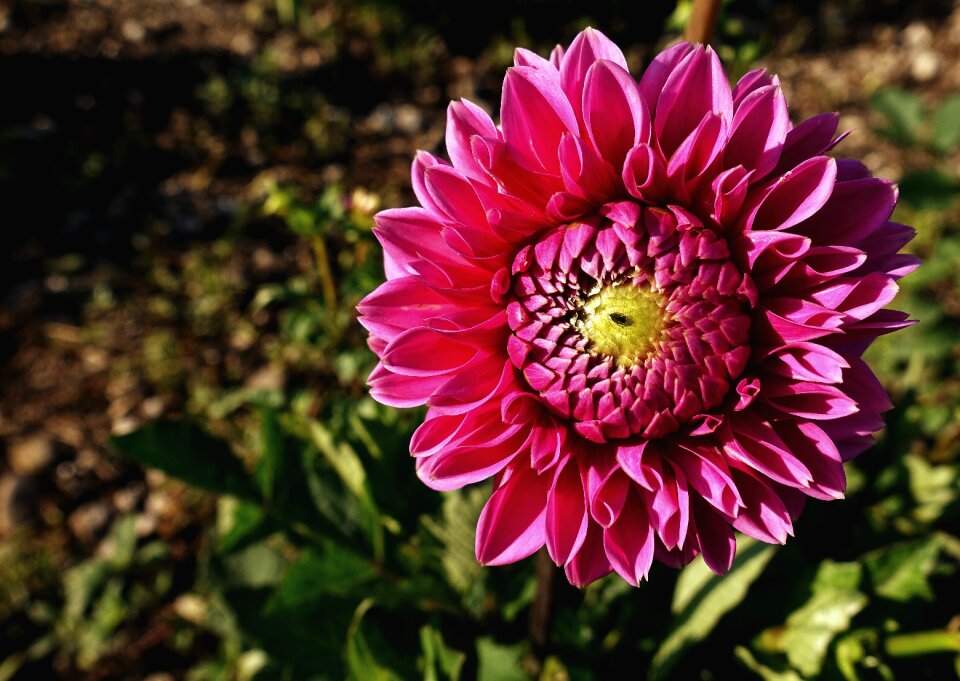 Blossom bloom nature