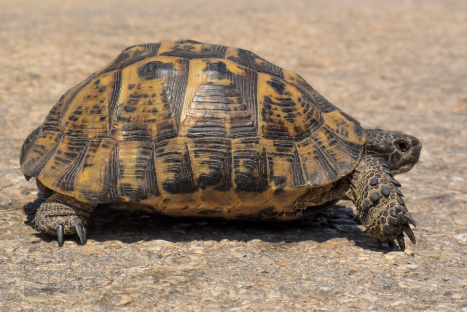 Reptile animal nature
