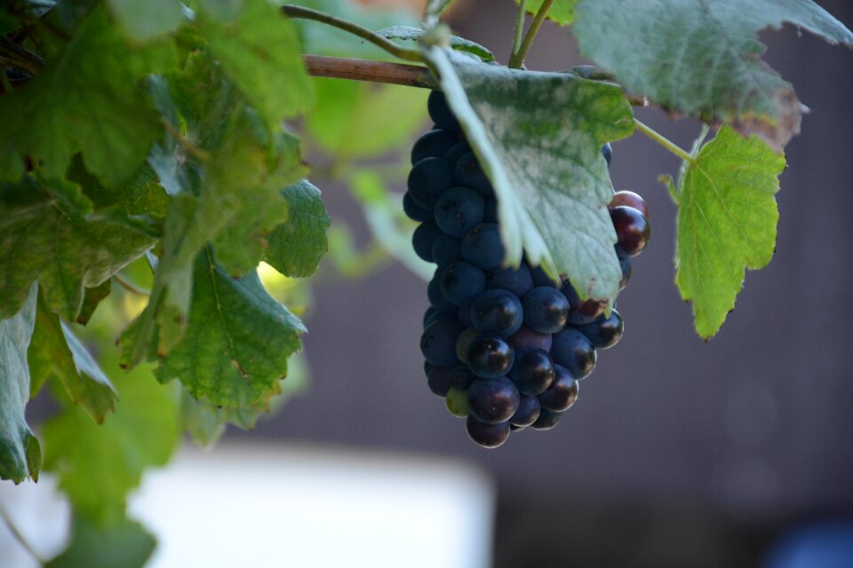Fruit grapevine viticulture