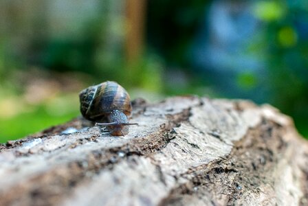 Gastropods shell portrait photo