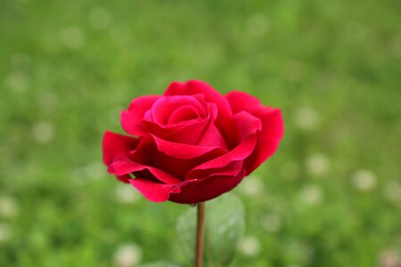 Nature red rose rose pictures