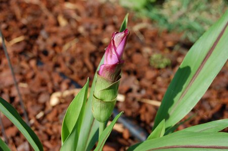 Turmeric plant crops garden