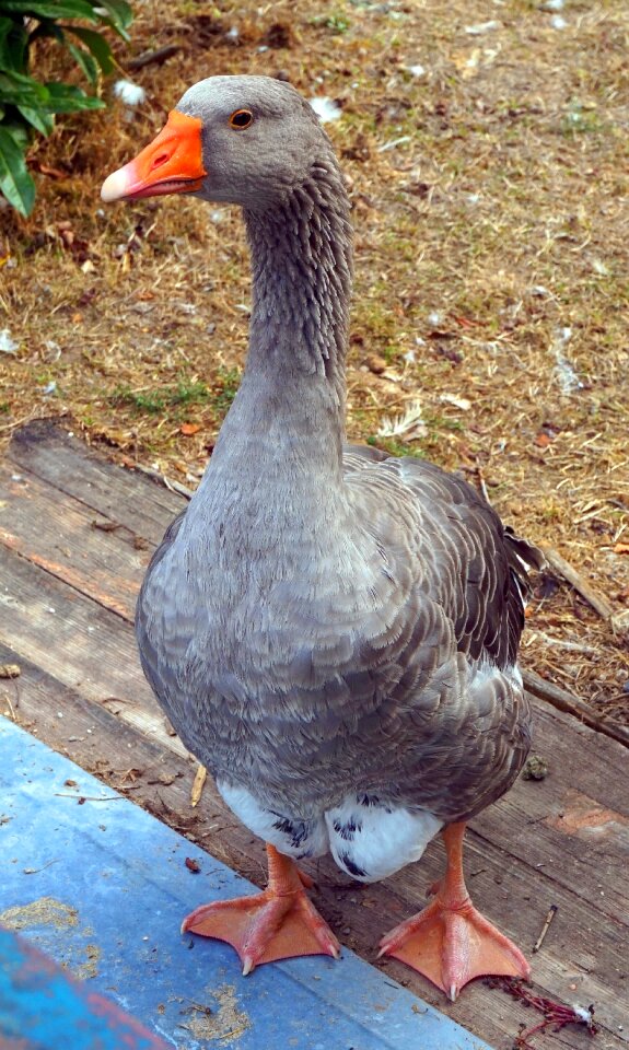 Plumage duck bird poultry
