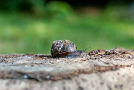 Gastropods shell portrait