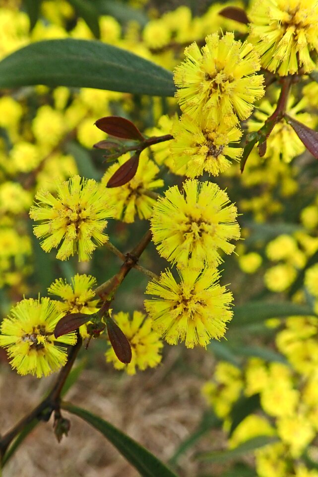 Australian native flora nature