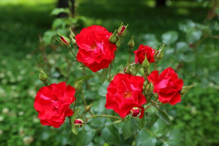 Red rose nature spring photo