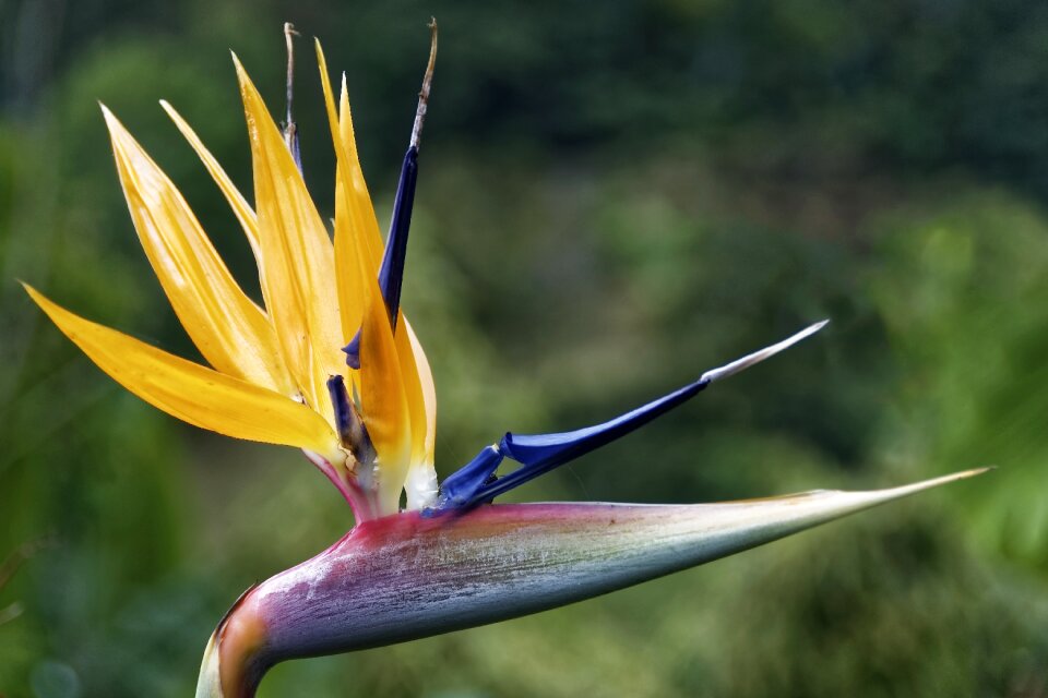 Flora nature botanical