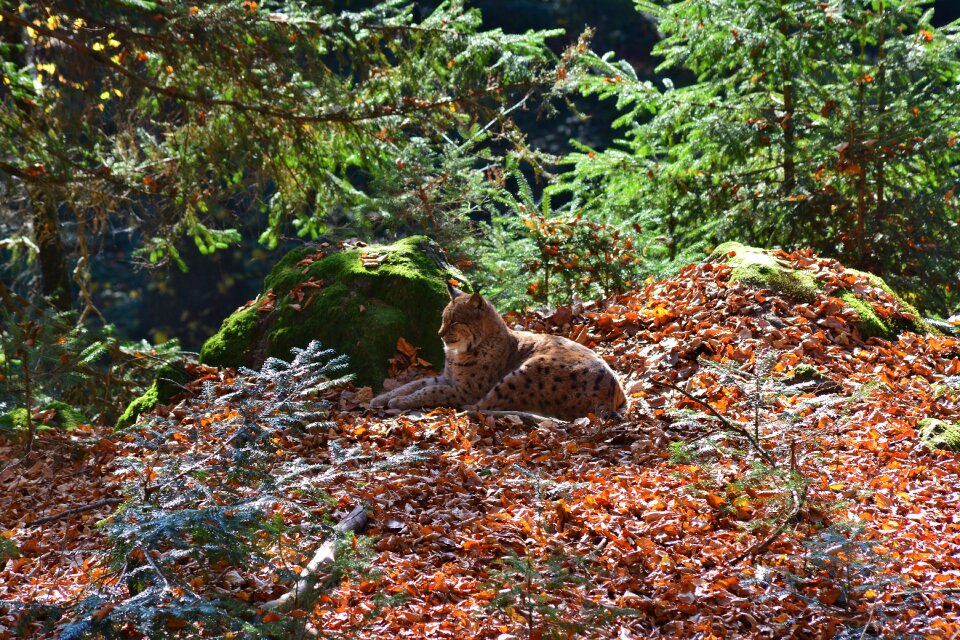 Wildcat nature animal world