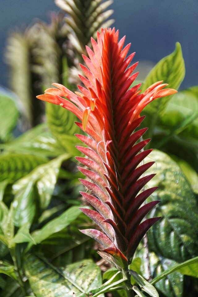 Flora nature botanical