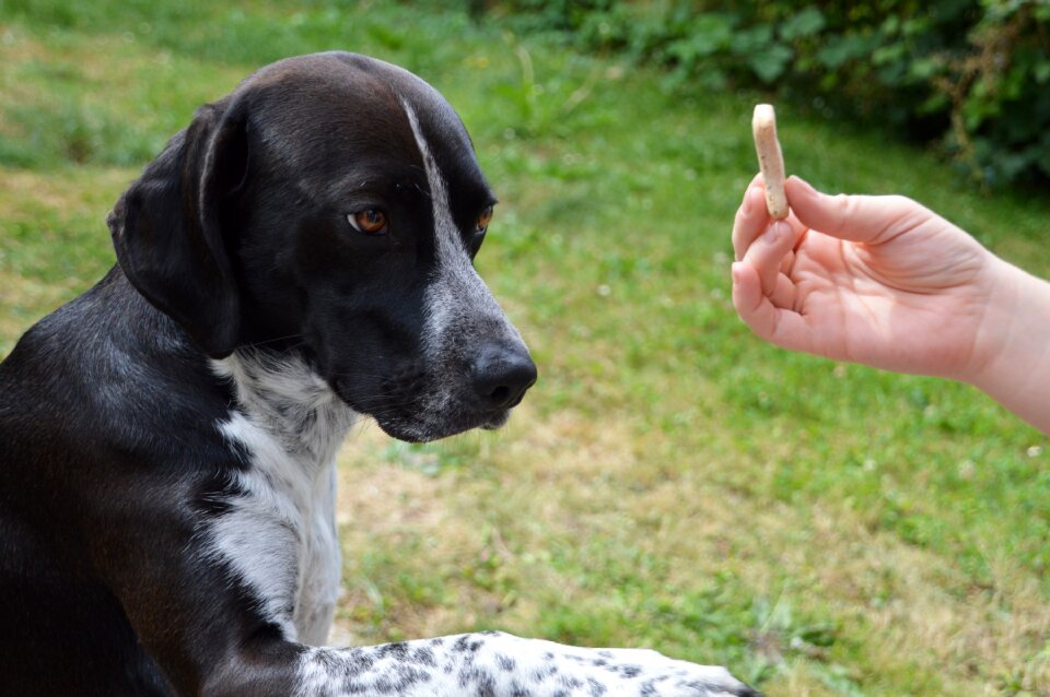 Obedience learning dog hairs