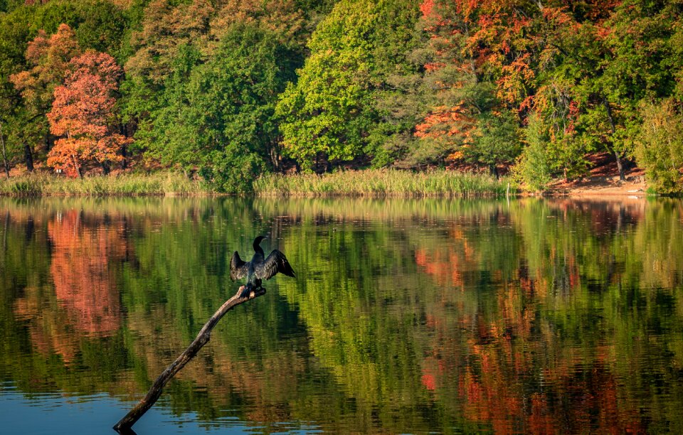 Water mirroring leaves