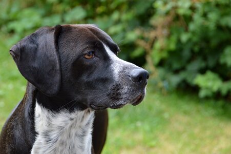Obedience learning dog hairs