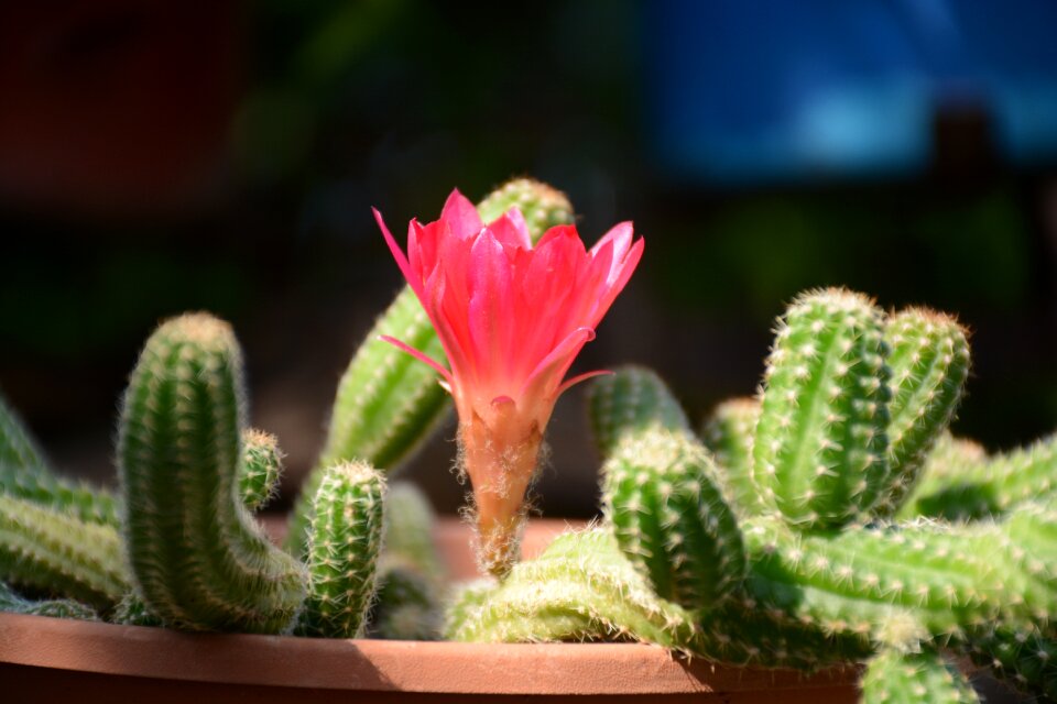 Flower nature garden