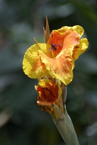 Insect flora nature