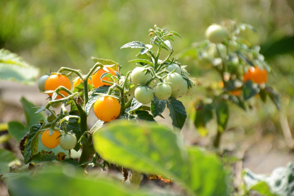Tomato vegetables nutrition