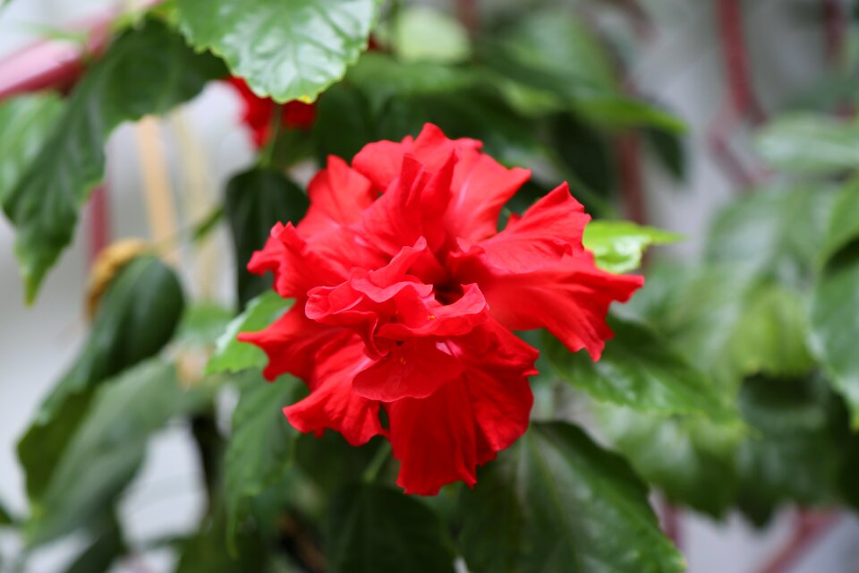 Rose pictures plant garcia