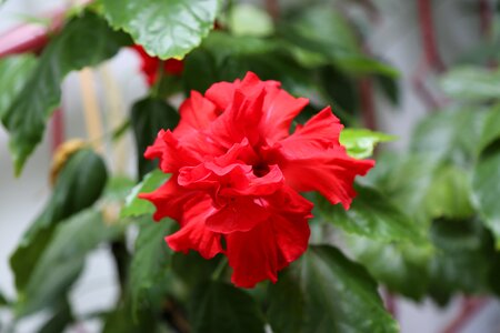 Rose pictures plant garcia