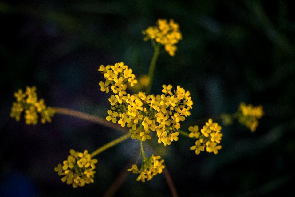 Yellow spring yellow flower