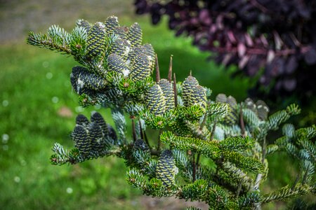 Branch green nature
