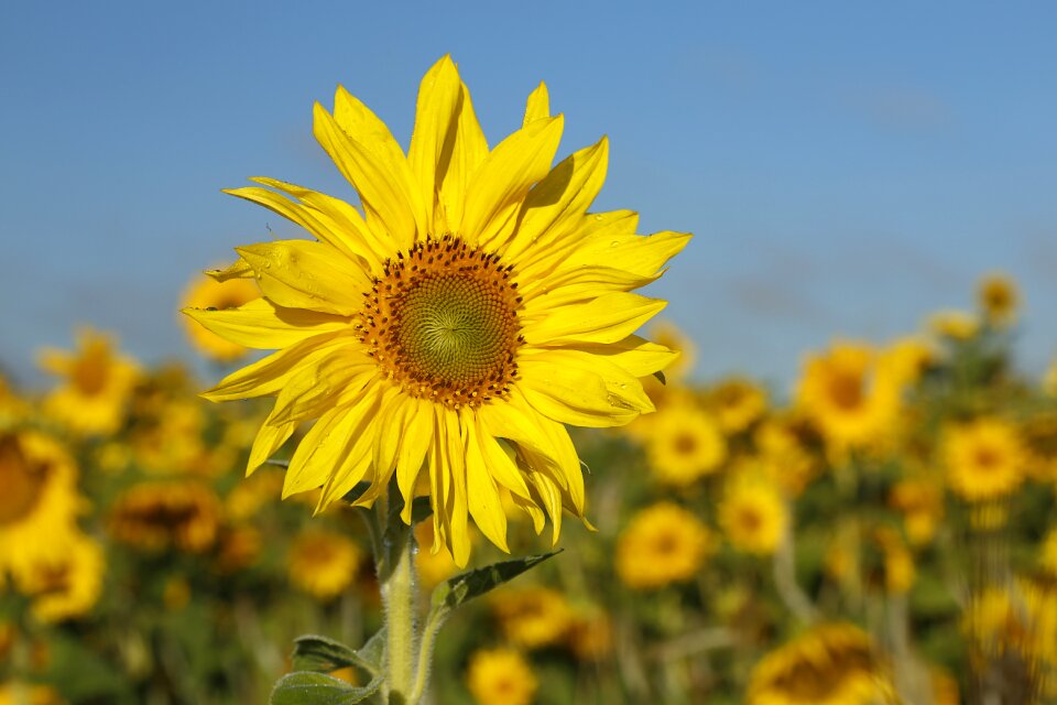 Floral plant natural