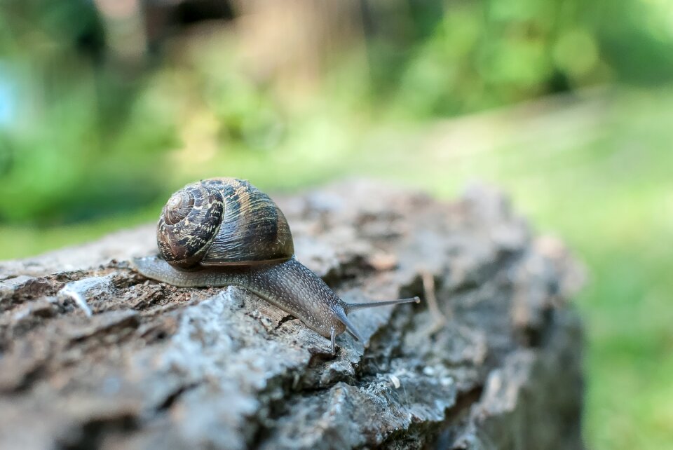 Gastropods shell portrait
