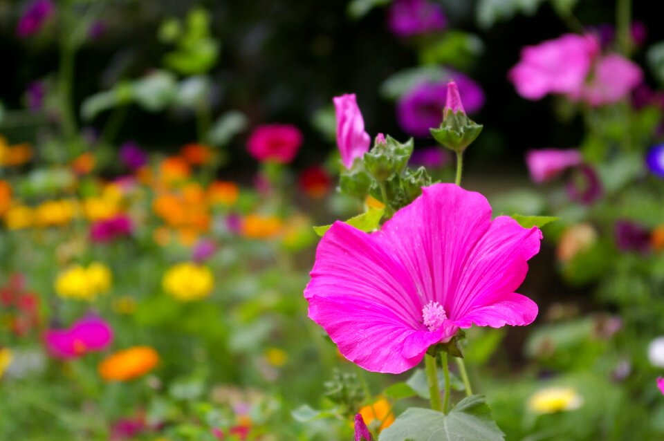 Nature bloom flowers