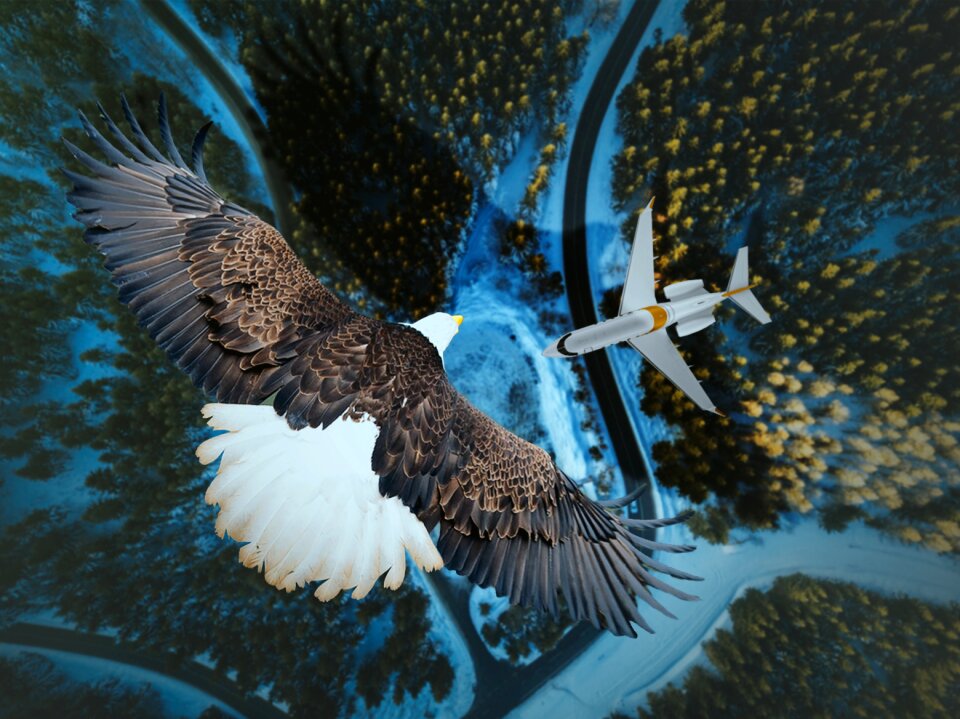 Bird outdoors travel