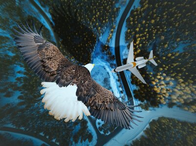 Bird outdoors travel