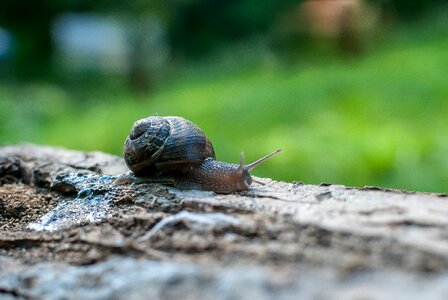 Gastropods shell portrait photo