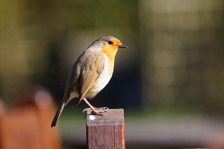 Nature songbird spring