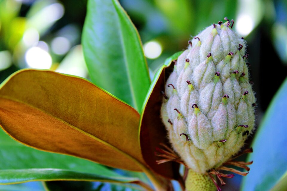 Magnolia grandiflora botany university