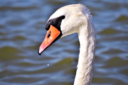 Lake white water fowl photo