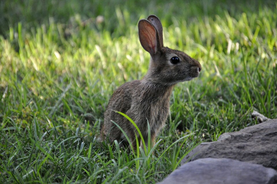 Easter caution green rabbit