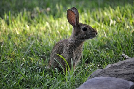 Easter caution green rabbit