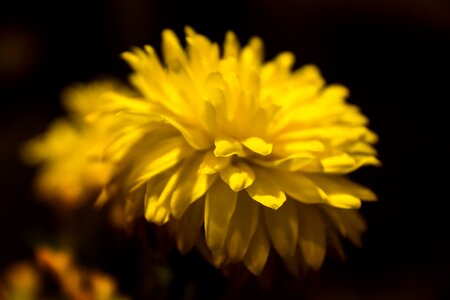 Yellow nature chrysanthemum photo