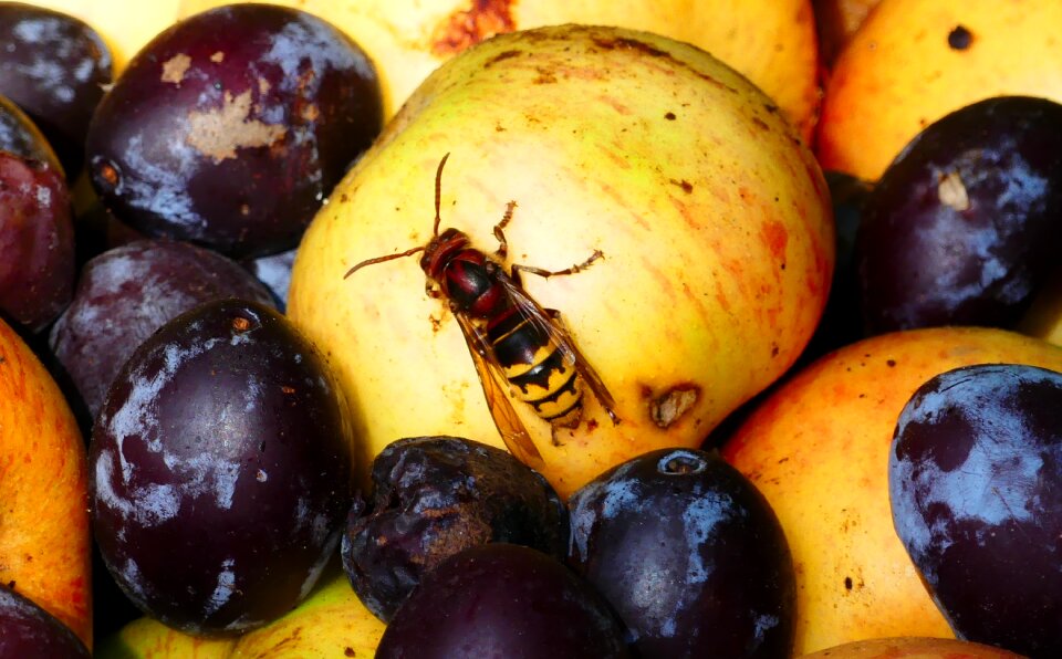 Useful fruit plums