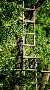 Wood tree plant photo