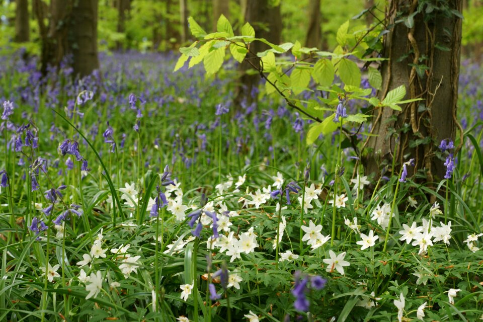 Flower spring white
