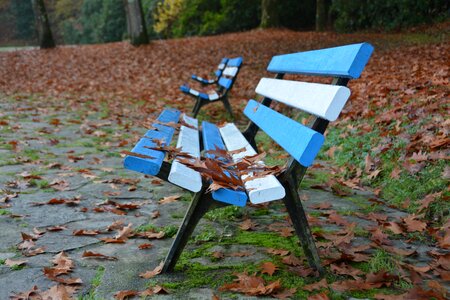 Leaves sit blue