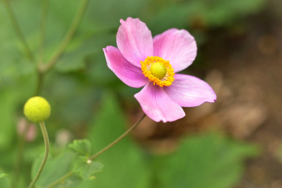 Nature flowers macro