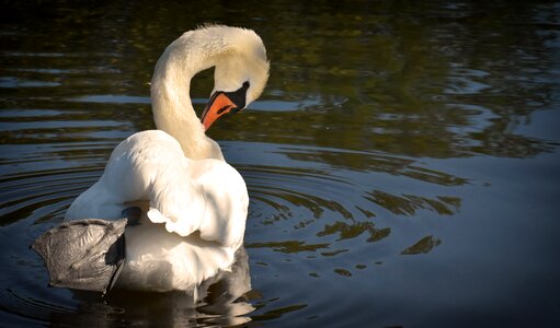 Plumage white beautiful