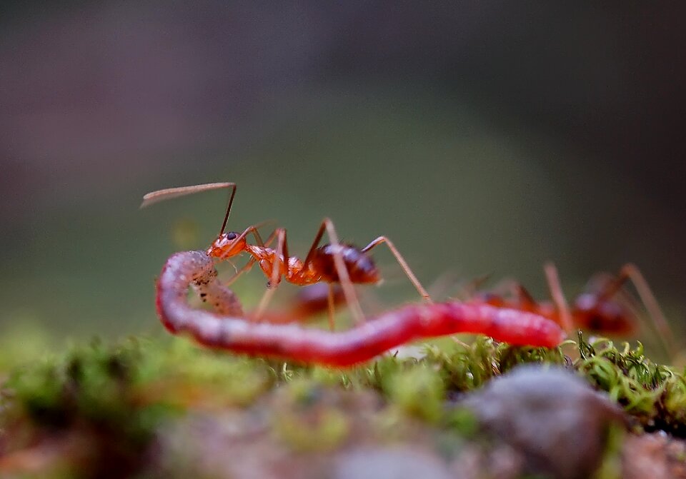 No crest of the vertebral animals insect pests wild