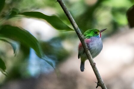 Cartacuba endemic bird photo