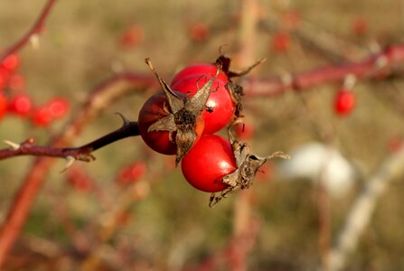 Season figure red