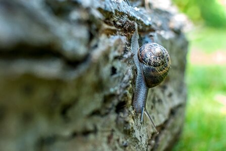 Gastropods shell portrait